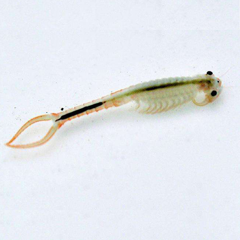 30mm Length Brine Fairy Shrimp Eggs Magic Living Animal Egg Growing Live Branched Frontal Worm Christmas Toys Novelties 10000 Eggs/Lot Sciences Discoveries
30mm Length Brine Fairy Shrimp Eggs Magic Living Animal Egg Growing Live Branched Frontal Worm Christmas Toys Novelties 10000 Eggs/Lot Sciences Discoveries