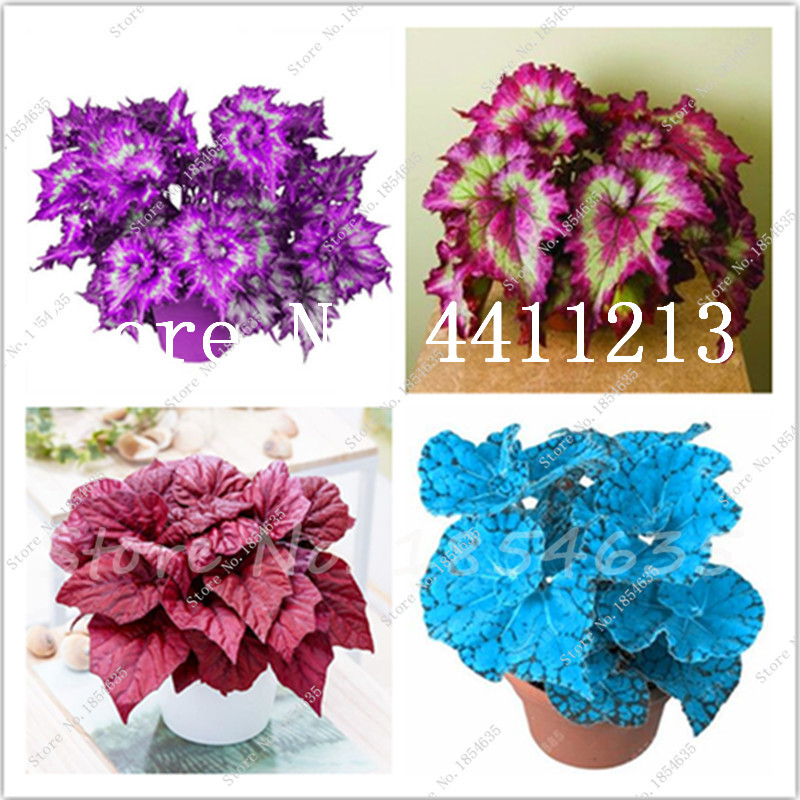 Hot Sale! 200 pcs/bag Beautiful Begonia Flower Bonsai plant seeds Flowers Potted bonsai Garden Courtyard Balcony Coleus for Home and Garden
Hot Sale! 200 pcs/bag Beautiful Begonia Flower Bonsai plant seeds Flowers Potted bonsai Garden Courtyard Balcony Coleus for Home and Garden