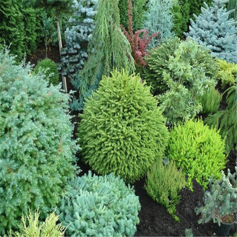 20 pcs Mini Pine Tree Plant, Pinus Thunbergii , Indoor Bonsai plant seeds Potted Plants Dwarf Tree Plante, DIY for Home & Garden Decoration
20 pcs Mini Pine Tree Plant, Pinus Thunbergii , Indoor Bonsai plant seeds Potted Plants Dwarf Tree Plante, DIY for Home & Garden Decoration