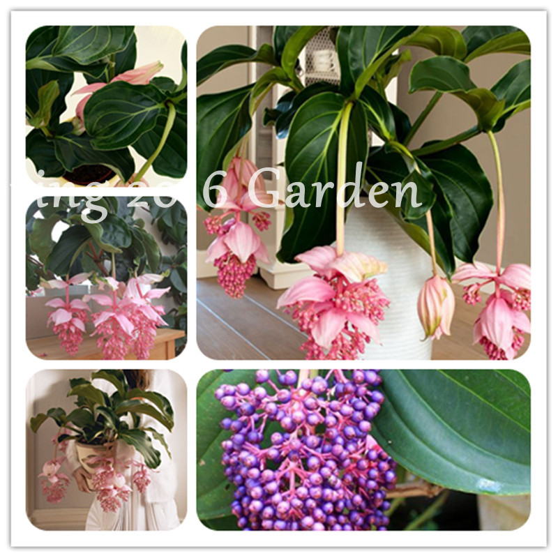Medinilla Magnifica Plant Very Beautiful Bonsai Flower seeds Plant For Home Garden Decoration Rare Lantern Flower Perennial 300 Pcs
Medinilla Magnifica Plant Very Beautiful Bonsai Flower seeds Plant For Home Garden Decoration Rare Lantern Flower Perennial 300 Pcs
