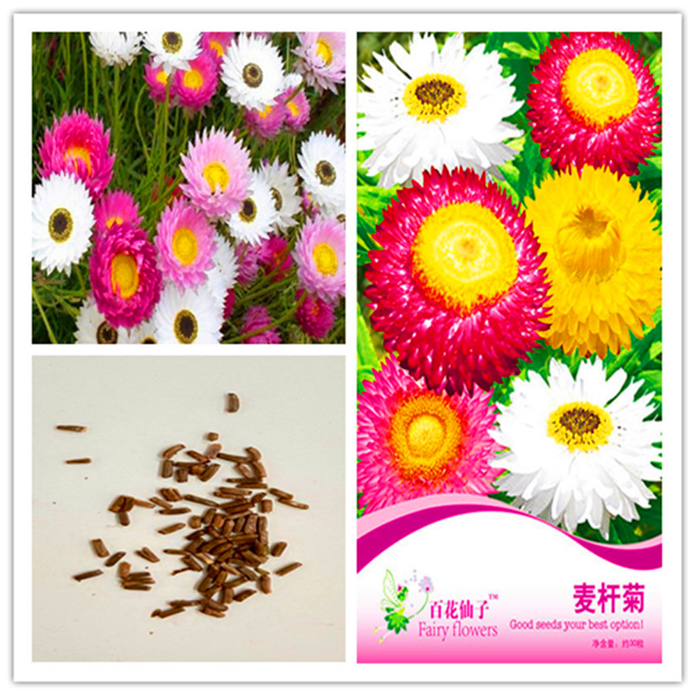 1 pack Original package Golden Pink Wheat straw chrysanthemum bonsai seeds Plant Home Garden Potte Helichrysum bracteatum NO12
1 pack Original package Golden Pink Wheat straw chrysanthemum bonsai seeds Plant Home Garden Potte Helichrysum bracteatum NO12