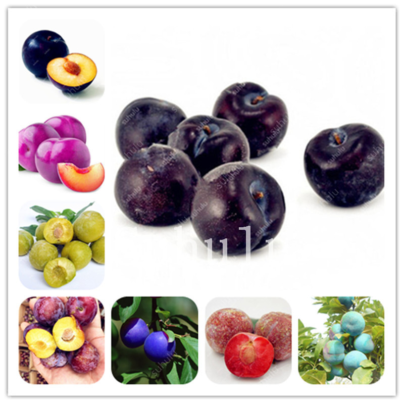 20 pcs Family Rosaceae Prunus Cerasifera Bonsai seeds Ornamental Fruit Plant Cherry Plum Shrub Bonsai Widely Cultivated Myrobalan Plum
20 pcs Family Rosaceae Prunus Cerasifera Bonsai seeds Ornamental Fruit Plant Cherry Plum Shrub Bonsai Widely Cultivated Myrobalan Plum