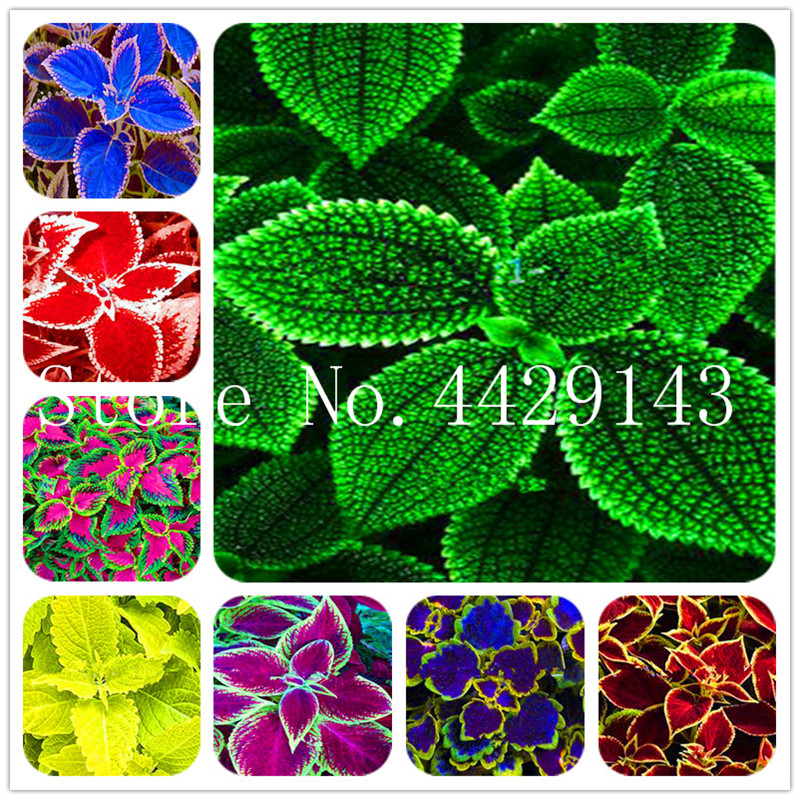 Bonsai Coleus plant Beautiful Foliage Plants Perfect Color Rainbow Dragon Bonsai Easy To Grow DIY Home Garden-200 Pcs seeds for sale
Bonsai Coleus plant Beautiful Foliage Plants Perfect Color Rainbow Dragon Bonsai Easy To Grow DIY Home Garden-200 Pcs seeds for sale
