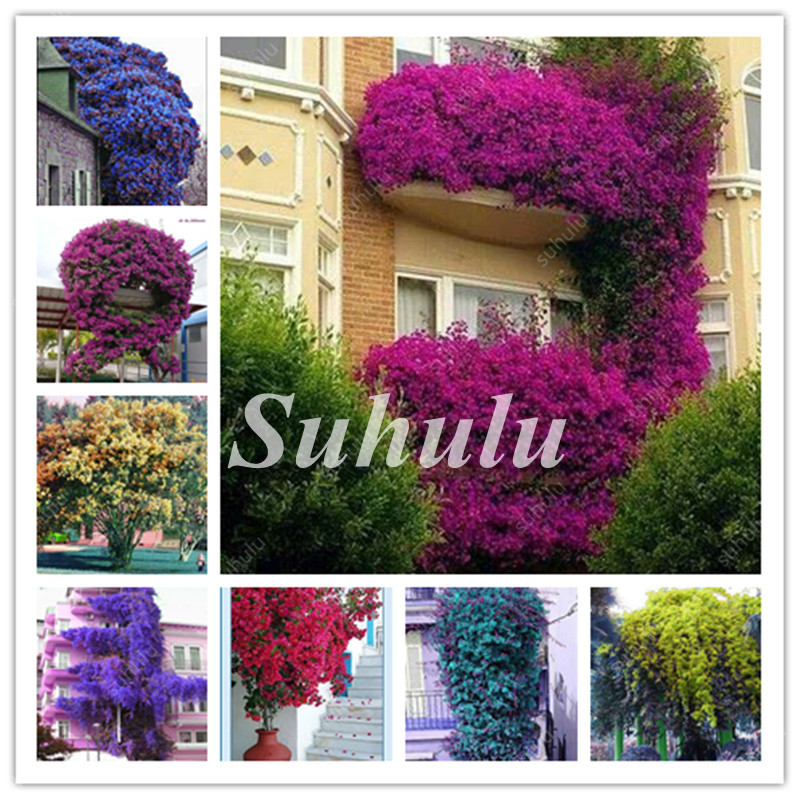 100 Pcs Seeds Colorful Climbing Bougainvillea Bonsai Purification Air Spectabilis Willd Plant Perennial Flower Creepers Bougainvillea
100 Pcs Seeds Colorful Climbing Bougainvillea Bonsai Purification Air Spectabilis Willd Plant Perennial Flower Creepers Bougainvillea