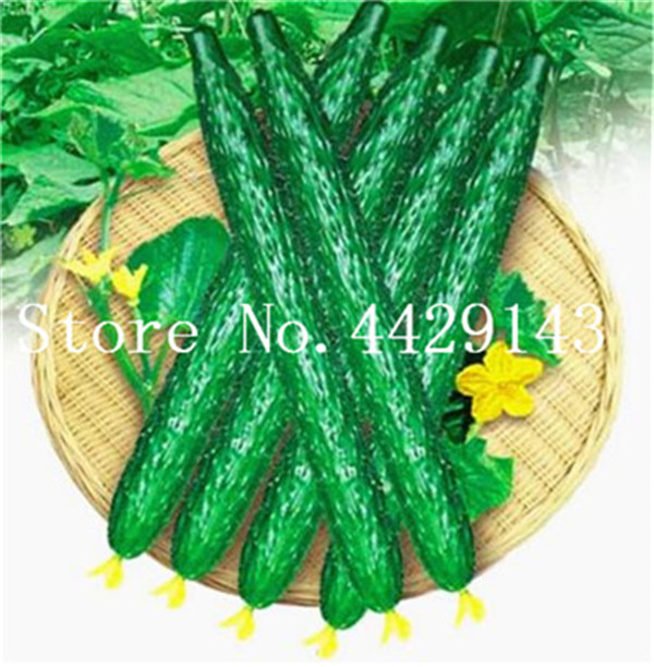 400Pcs Seeds Cucumber plants Extremely Early Japanese Variety For Open Soil Growing plants Vegetables Home Garden Bonsai Plants Flower
400Pcs Seeds Cucumber plants Extremely Early Japanese Variety For Open Soil Growing plants Vegetables Home Garden Bonsai Plants Flower