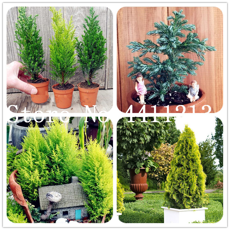 50Pcs Rare Cypress Trees Bonsai plant seeds,Conifer Cypress Tree, Evergreen Landscape Plant,100% True Potted Plant for Home Garden Easy Grow
50Pcs Rare Cypress Trees Bonsai plant seeds,Conifer Cypress Tree, Evergreen Landscape Plant,100% True Potted Plant for Home Garden Easy Grow