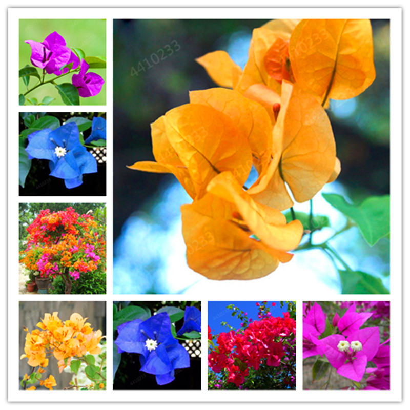sale ! Bougainvillea spectabilis Willd bonsais bonsai flower plants 100pcs(san jiao mei) for home garden
sale ! Bougainvillea spectabilis Willd bonsais bonsai flower plants 100pcs(san jiao mei) for home garden