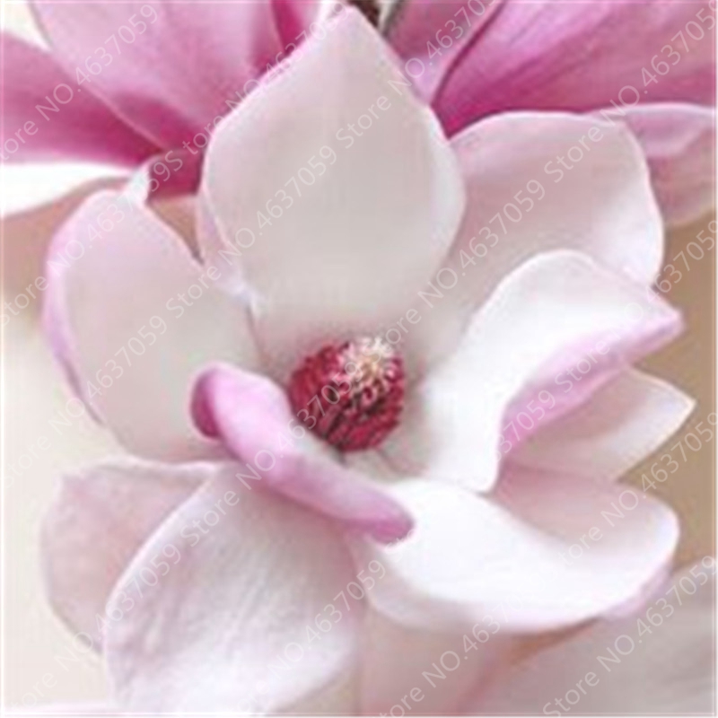 100 pcs seeds / bag Mixed Magnolia Flower Bonsai Blooming Tree Pot Plants Perennial Flore Magnolia Multicolor for Flower Pot Planters Natural Growth Variety of Colors
100 pcs seeds / bag Mixed Magnolia Flower Bonsai Blooming Tree Pot Plants Perennial Flore Magnolia Multicolor for Flower Pot Planters Natural Growth Variety of Colors