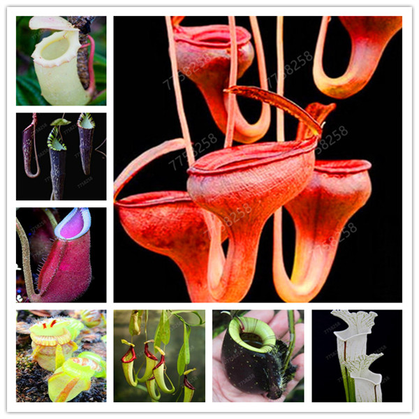 500 pcs Dionaea Muscipula Giant Clip Venus Flytrap seeds Potted Insectivorous Plant Flycatcher Bonsai bonsai For Garden
500 pcs Dionaea Muscipula Giant Clip Venus Flytrap seeds Potted Insectivorous Plant Flycatcher Bonsai bonsai For Garden