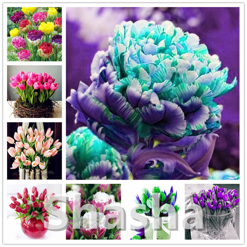Bonsai 100 Pcs Bonsai Tulip (Not Tulip Bulbs)20 Varieties Rainbow Tulip High-Grade Flower Potted Plant Most Beautiful * Colorful
Bonsai 100 Pcs Bonsai Tulip (Not Tulip Bulbs)20 Varieties Rainbow Tulip High-Grade Flower Potted Plant Most Beautiful * Colorful