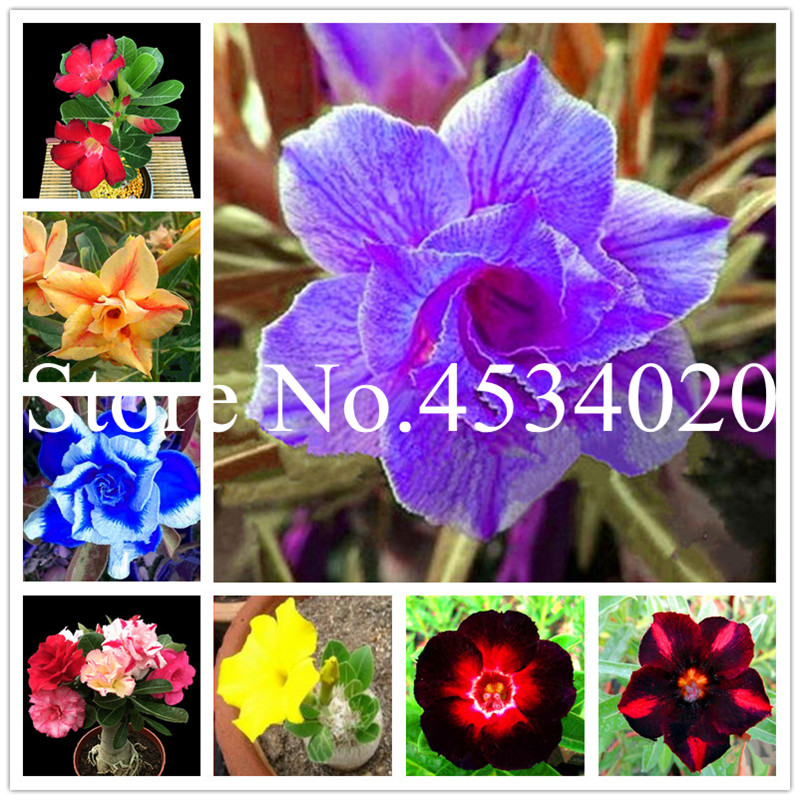5 Pcs Mixed 6 Types Multi-Layer Cheap Adenium obesum Desert Rose bonsai seeds- Home Garden Bonsai Flower Plants office desktop use
5 Pcs Mixed 6 Types Multi-Layer Cheap Adenium obesum Desert Rose bonsai seeds- Home Garden Bonsai Flower Plants office desktop use