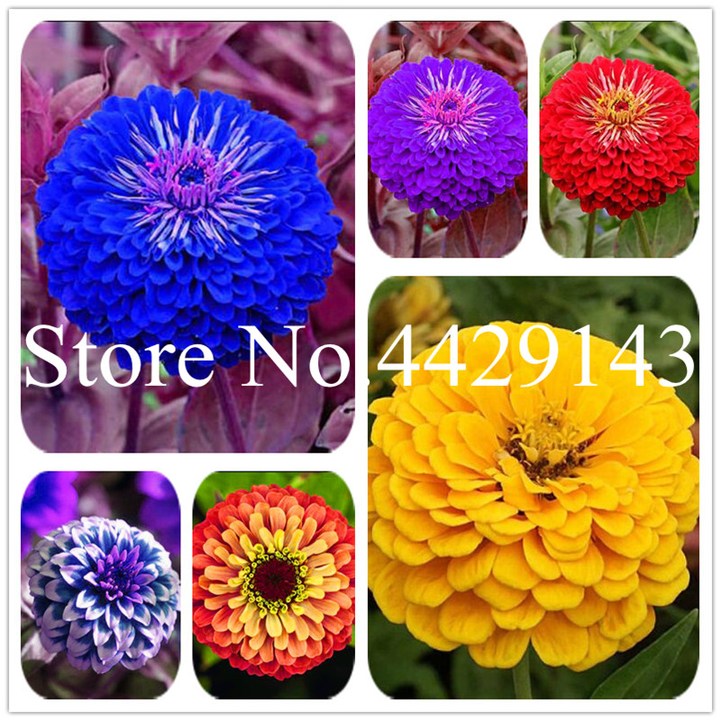 Big Promotion! 200Pcs/Bag Zinnia Bonsai plant seeds,24 Colors to Choose, Perennial Flowering Plants Potted Charming Chinese Flowers Plant
Big Promotion! 200Pcs/Bag Zinnia Bonsai plant seeds,24 Colors to Choose, Perennial Flowering Plants Potted Charming Chinese Flowers Plant