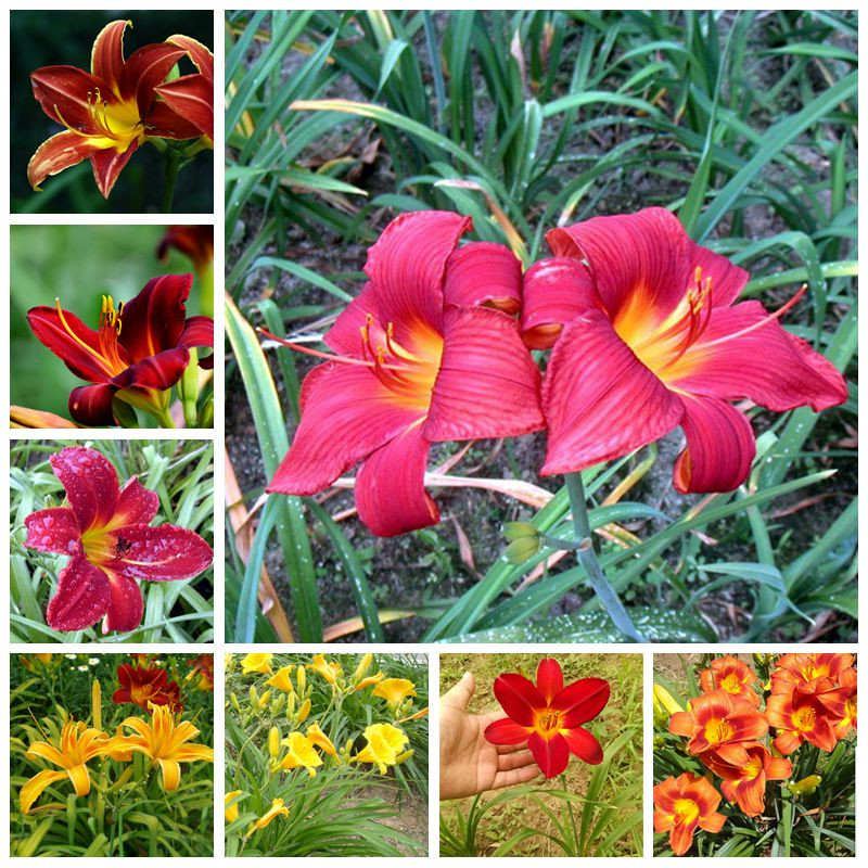 Beautiful Hemerocallis Home Garden Bonsai plant seeds Outdoor Perennial Flower Semillas,Living Room Ornamental Plants Aerobic Potted 200 pcs
Beautiful Hemerocallis Home Garden Bonsai plant seeds Outdoor Perennial Flower Semillas,Living Room Ornamental Plants Aerobic Potted 200 pcs