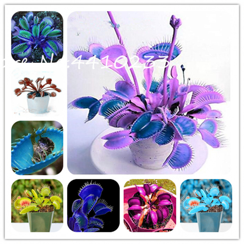 Hot ! 100 Pcs Bonsai Potted Insectivorous Plant Dionaea Muscipula Giant Clip Venus Flytrap Bonsai Carnivorous Plant DIY Home Gard
Hot ! 100 Pcs Bonsai Potted Insectivorous Plant Dionaea Muscipula Giant Clip Venus Flytrap Bonsai Carnivorous Plant DIY Home Gard