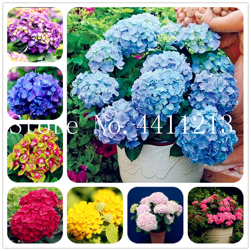 Sale! 200 Pcs/Bag Bonsai plant seeds Flower Hydrangea Plant, Garden Plant China Hydrangea Balcony Potted Flower Bonsai, the Budding Rate 97%
Sale! 200 Pcs/Bag Bonsai plant seeds Flower Hydrangea Plant, Garden Plant China Hydrangea Balcony Potted Flower Bonsai, the Budding Rate 97%
