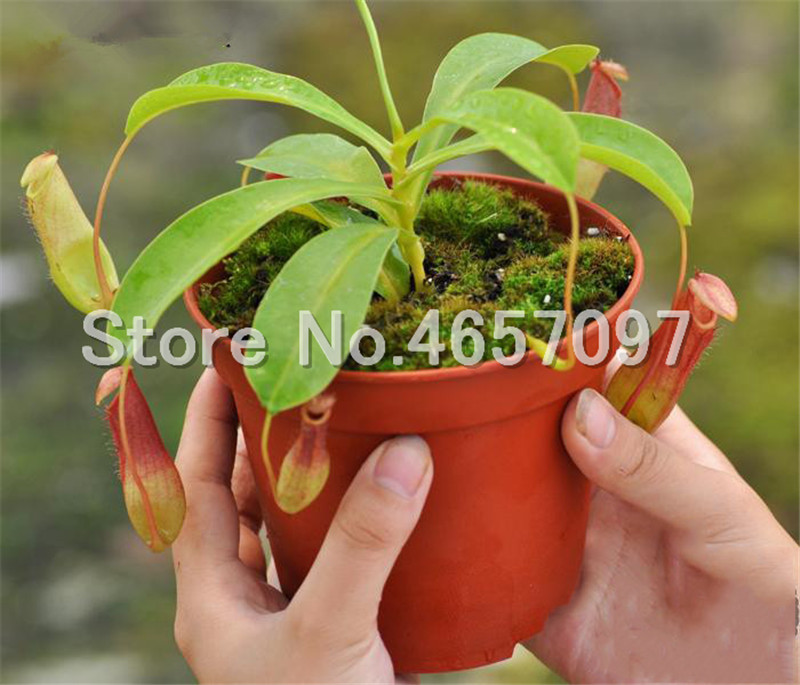 300 pcs/lots Dionaea Muscipula Giant Clip Venus Flytrap seeds Plant Multifarious Nepenthes Carnivorous Plant Bonsai tree for Garden
300 pcs/lots Dionaea Muscipula Giant Clip Venus Flytrap seeds Plant Multifarious Nepenthes Carnivorous Plant Bonsai tree for Garden