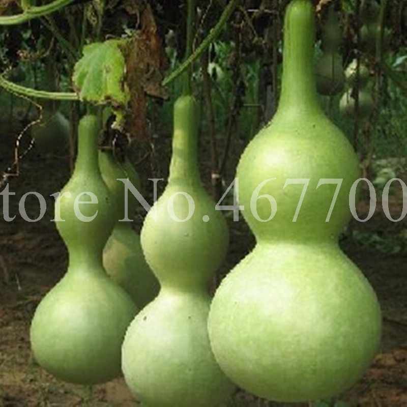 100 pcs/ bag Seeds Rare Tasty Gourd Delicious Organic Bonsai Outdoor Perennial Sponge Gourd Potted Vegetable Plant for Garden Decor
100 pcs/ bag Seeds Rare Tasty Gourd Delicious Organic Bonsai Outdoor Perennial Sponge Gourd Potted Vegetable Plant for Garden Decor