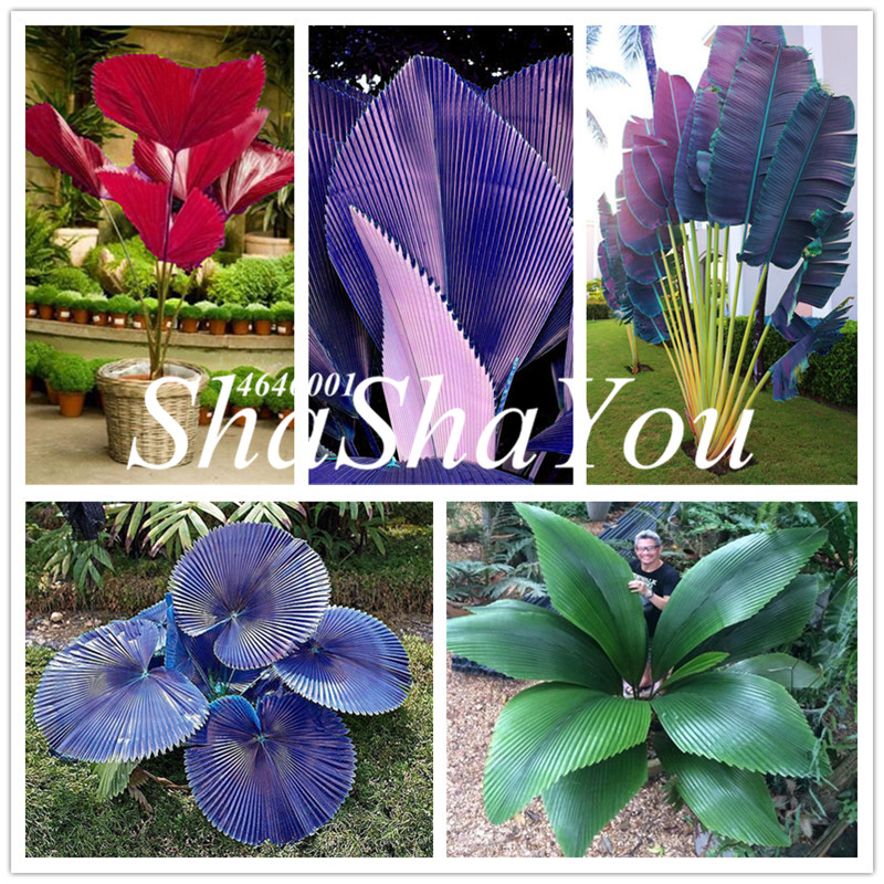 New Seeds 2020! 200 pcs Chinese Fan Palm bonsai Ornamental Plant Livistona Chinensis plant , Tall Evergreen Tree Fountain Palm Plants
New Seeds 2020! 200 pcs Chinese Fan Palm bonsai Ornamental Plant Livistona Chinensis plant , Tall Evergreen Tree Fountain Palm Plants