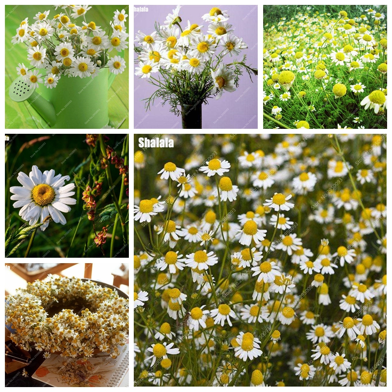 500 pcs/ bag Exotic Chamomile Flower seed Bonsai Plant seeds Outdoor & Indoor Blooming Chrysanthemum Flore Potted Planta for Home and Garden
500 pcs/ bag Exotic Chamomile Flower seed Bonsai Plant seeds Outdoor & Indoor Blooming Chrysanthemum Flore Potted Planta for Home and Garden