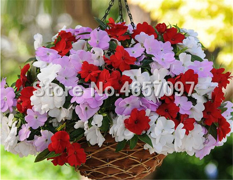 300 pcs/ bag Multiple Colour Impatiens Flower seeds, Beautiful & Practical Bonsai Flore Plant for Home Garden & Courtyard Supplies
300 pcs/ bag Multiple Colour Impatiens Flower seeds, Beautiful & Practical Bonsai Flore Plant for Home Garden & Courtyard Supplies