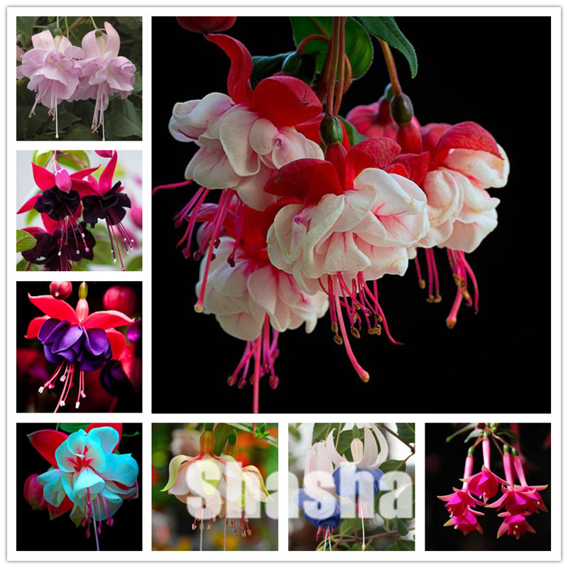 Bonsai 200 Pcs Seeds Lantern Flower Fuchsia plants Hanging Flowers F.alba Coccinnea Diy Planting Flowers Diy Plant Flower Plant Bonsai
Bonsai 200 Pcs Seeds Lantern Flower Fuchsia plants Hanging Flowers F.alba Coccinnea Diy Planting Flowers Diy Plant Flower Plant Bonsai