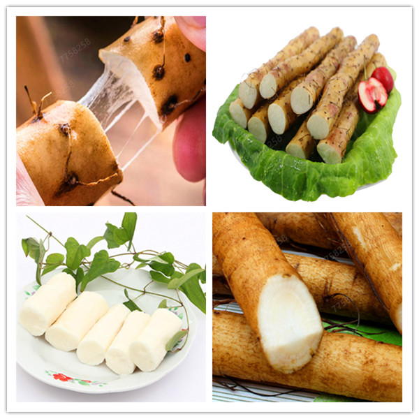 200Pcs Seeds Chinese Yam Bonsai "white ginseng" edible plant cylindrical root high nutrition healthy green Medicinal organic vegetable
200Pcs Seeds Chinese Yam Bonsai "white ginseng" edible plant cylindrical root high nutrition healthy green Medicinal organic vegetable