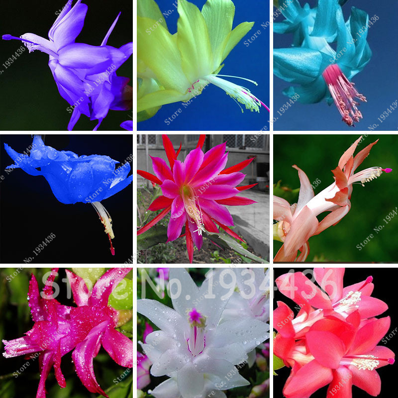 200Pcs Cactus Flowers Indoor Potted Bonsai Plant seeds Purifying Air Flower,Zygocactus Truncatus Schlumbergera Bonsai,Epiphyllum Green Plant
200Pcs Cactus Flowers Indoor Potted Bonsai Plant seeds Purifying Air Flower,Zygocactus Truncatus Schlumbergera Bonsai,Epiphyllum Green Plant