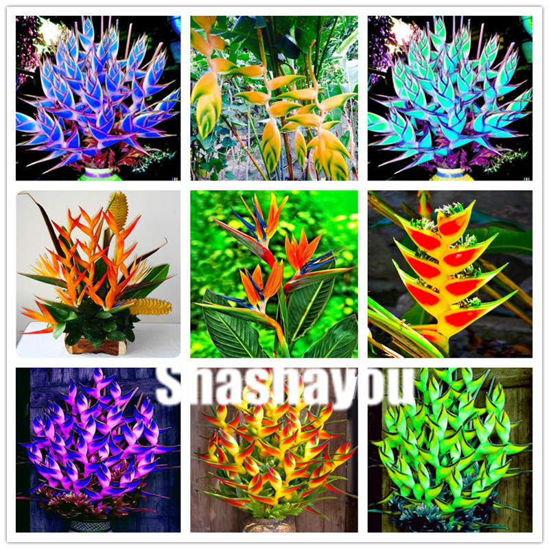 Hot Sale 500 Pcs Heliconia bonsai seeds,office desktop Ornamental Plants Succulent,Radiation Absorption,Perennial Plant for home garden
Hot Sale 500 Pcs Heliconia bonsai seeds,office desktop Ornamental Plants Succulent,Radiation Absorption,Perennial Plant for home garden
