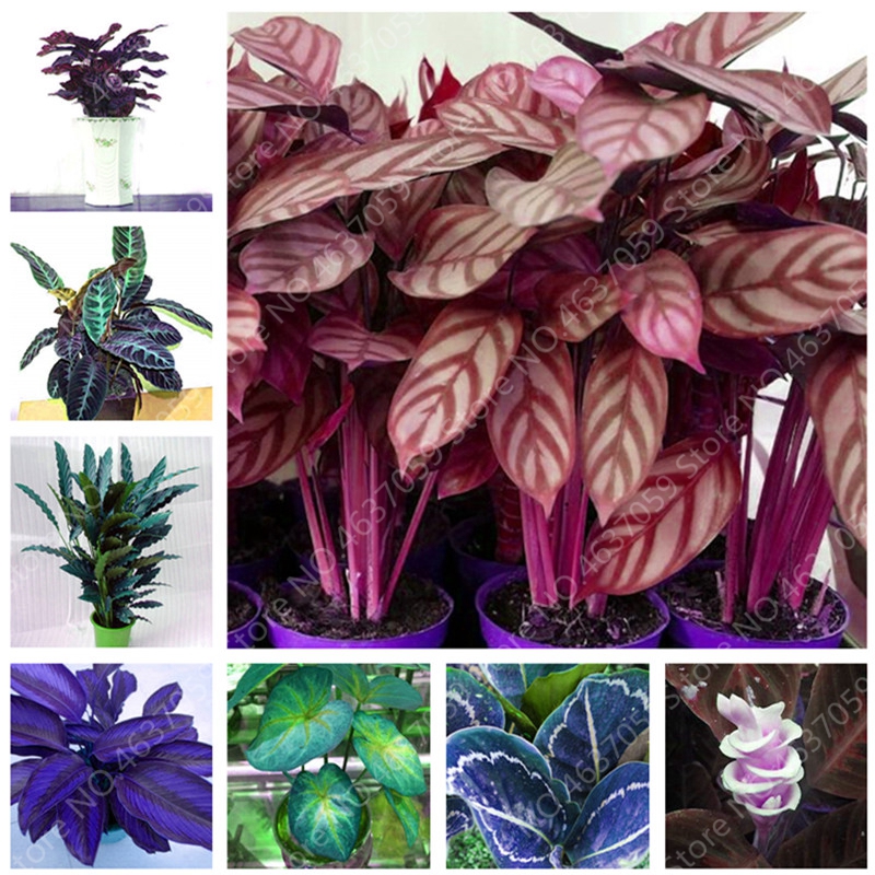100 Pcs Rare America Calathea Air Freshening Plants Beautiful Flowers Indoor Office Desk Bonsai for Flower Garden Pot Ornaments
100 Pcs Rare America Calathea Air Freshening Plants Beautiful Flowers Indoor Office Desk Bonsai for Flower Garden Pot Ornaments