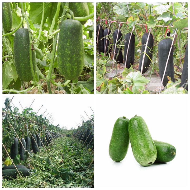 20 pcs/ bag Seeds Chinese Green Vegetable Winter Melon bonsai Juicy Waxgourd Large Melon Plants for Flower Pot Planters Easy Grow
20 pcs/ bag Seeds Chinese Green Vegetable Winter Melon bonsai Juicy Waxgourd Large Melon Plants for Flower Pot Planters Easy Grow