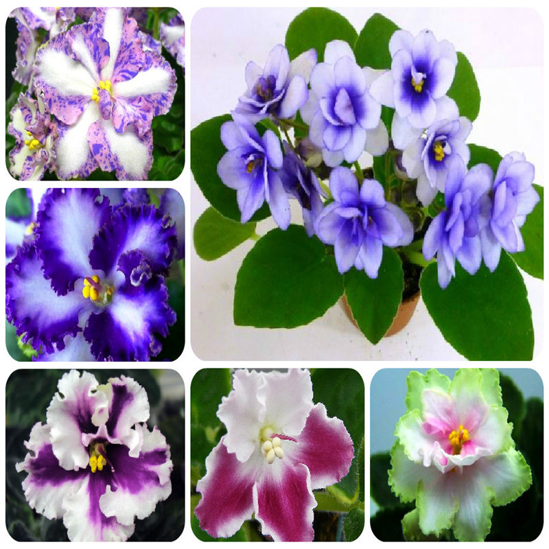 500 PCS Seeds 24 Colors Mexican Violet Flower Plants Garden Bonsai Plants Perennial Herb Matthiola Incana Houseplants Easy to Grow
500 PCS Seeds 24 Colors Mexican Violet Flower Plants Garden Bonsai Plants Perennial Herb Matthiola Incana Houseplants Easy to Grow