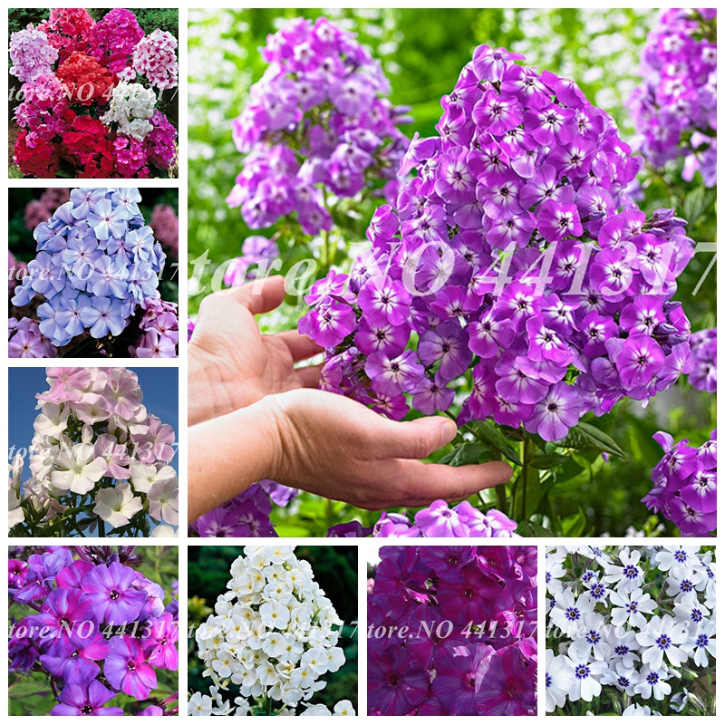 Imported Phlox Flower Bonsai Outdoor Rainbow Exotic Phlox Flower Drummondii Plant Easy To Grow DIY Home Garden Planting 200 Pcs Seeds
Imported Phlox Flower Bonsai Outdoor Rainbow Exotic Phlox Flower Drummondii Plant Easy To Grow DIY Home Garden Planting 200 Pcs Seeds