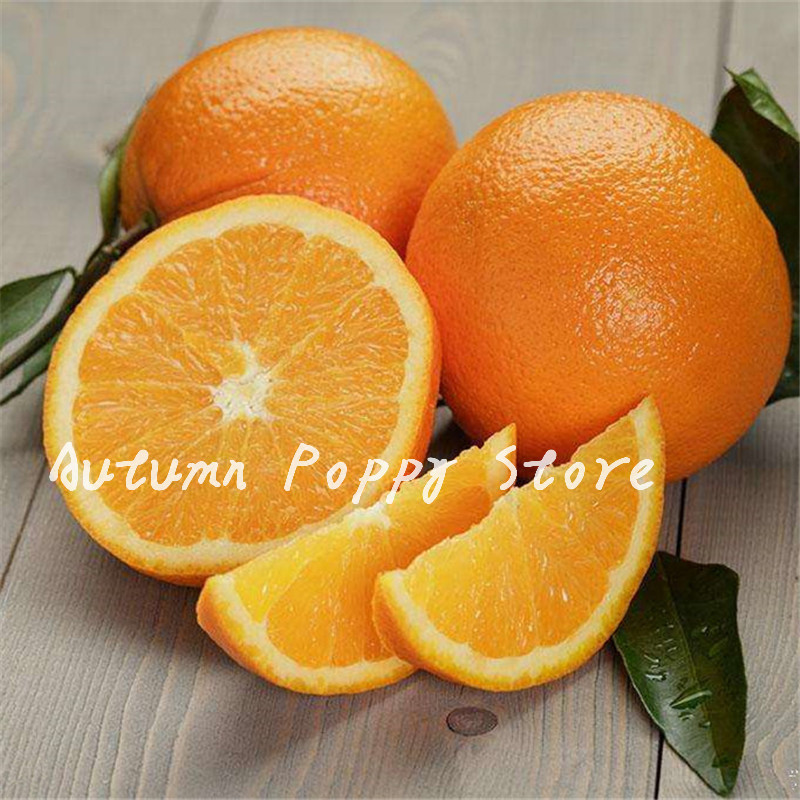 Citrus Bonsai Mandarin Juicy Succulent Orange Bonsai Edible Fruit Bonsai Tree Plant Healthy Food Home Garden Easy To Grow 50 Pcs Seeds
Citrus Bonsai Mandarin Juicy Succulent Orange Bonsai Edible Fruit Bonsai Tree Plant Healthy Food Home Garden Easy To Grow 50 Pcs Seeds
