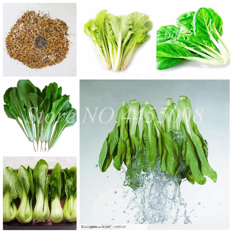 2000pcs / bag Seeds Chinese Cabbage Vegetable Easy To Grow Outdoor Bonsai Organic Garden Planting Vegetable For Flower Pot Planter
2000pcs / bag Seeds Chinese Cabbage Vegetable Easy To Grow Outdoor Bonsai Organic Garden Planting Vegetable For Flower Pot Planter