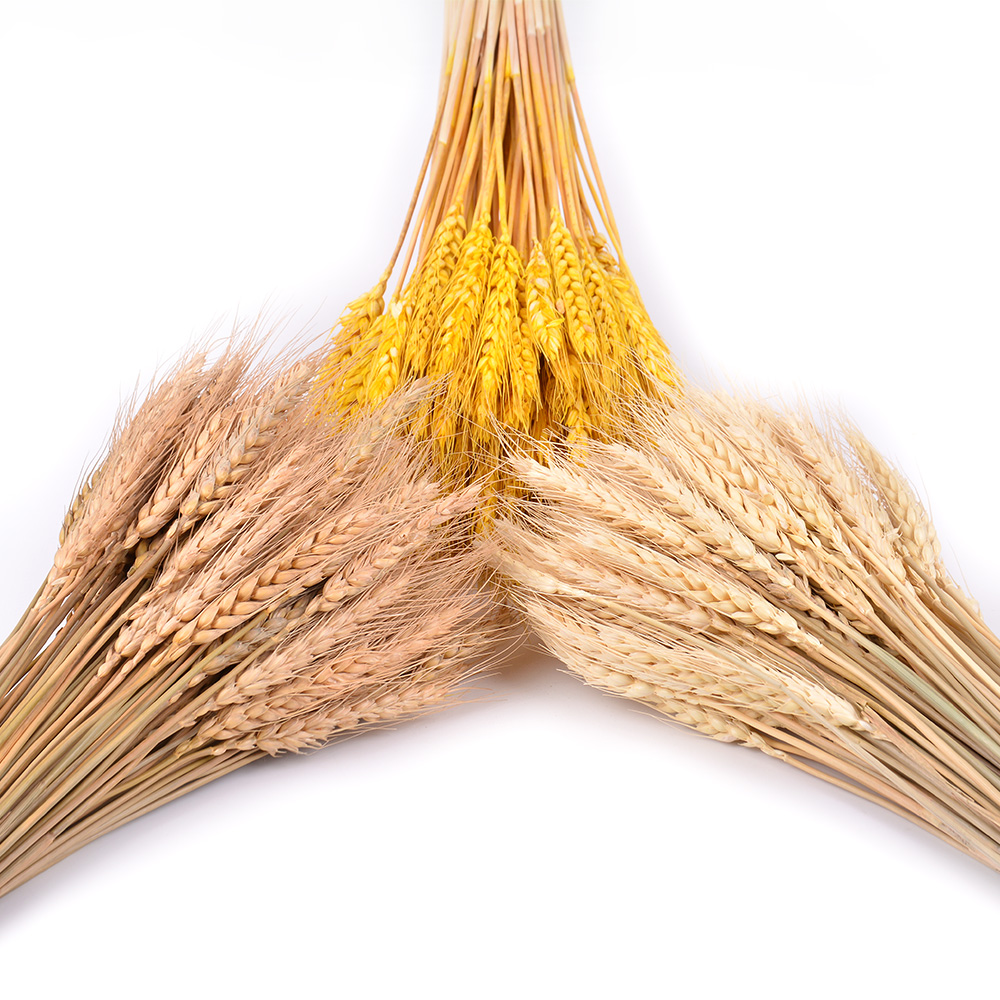 100Pcs/lot Real Wheat Ear Flower Natural Dried Flowers for Wedding Party Decoration DIY Craft Scrapbook Home Decor Wheat Bouquet, Customize
100Pcs/lot Real Wheat Ear Flower Natural Dried Flowers for Wedding Party Decoration DIY Craft Scrapbook Home Decor Wheat Bouquet, Customize