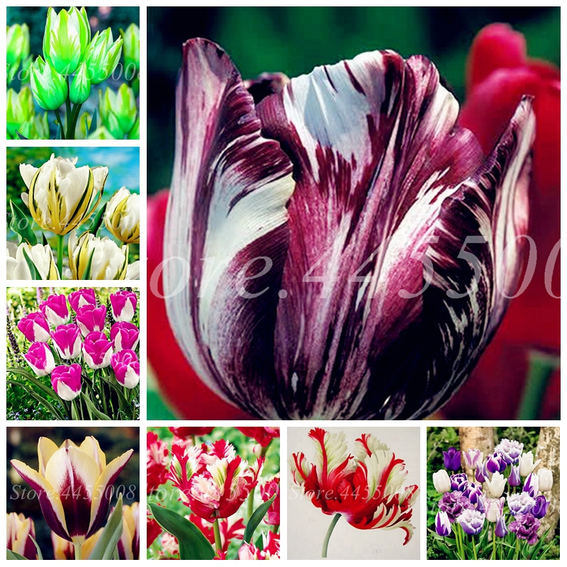 1000 Pcs Seeds Tulip Bonsai Flower Outdoor & Indoor Charming Perennial Tulipanes Potted Flore Garden Planting for Flower Pot Planters
1000 Pcs Seeds Tulip Bonsai Flower Outdoor & Indoor Charming Perennial Tulipanes Potted Flore Garden Planting for Flower Pot Planters