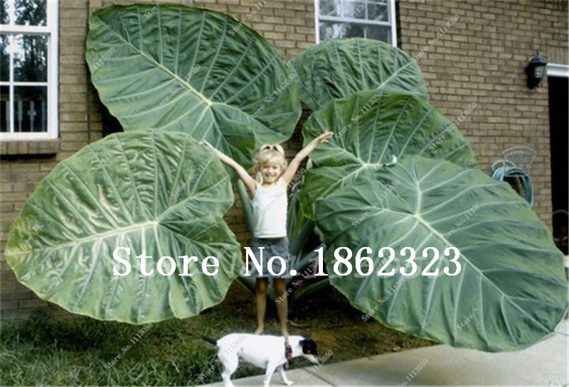 100 Pcs Potted Plant Thailand Caladium Collection,DIY Home Garden & Bonsai Plant Potted Balcony Ornamental Plant  flower seeds
100 Pcs Potted Plant Thailand Caladium Collection,DIY Home Garden & Bonsai Plant Potted Balcony Ornamental Plant  flower seeds