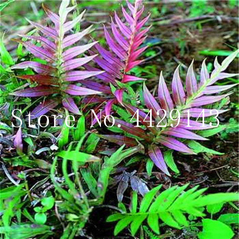 New Arrival Rare Color 200pcs Seeds Japanese Rare Creeper Boston Fern Bonsai Vines Grass Foliage Plants Ornamental Plant Bonsai Plant
New Arrival Rare Color 200pcs Seeds Japanese Rare Creeper Boston Fern Bonsai Vines Grass Foliage Plants Ornamental Plant Bonsai Plant