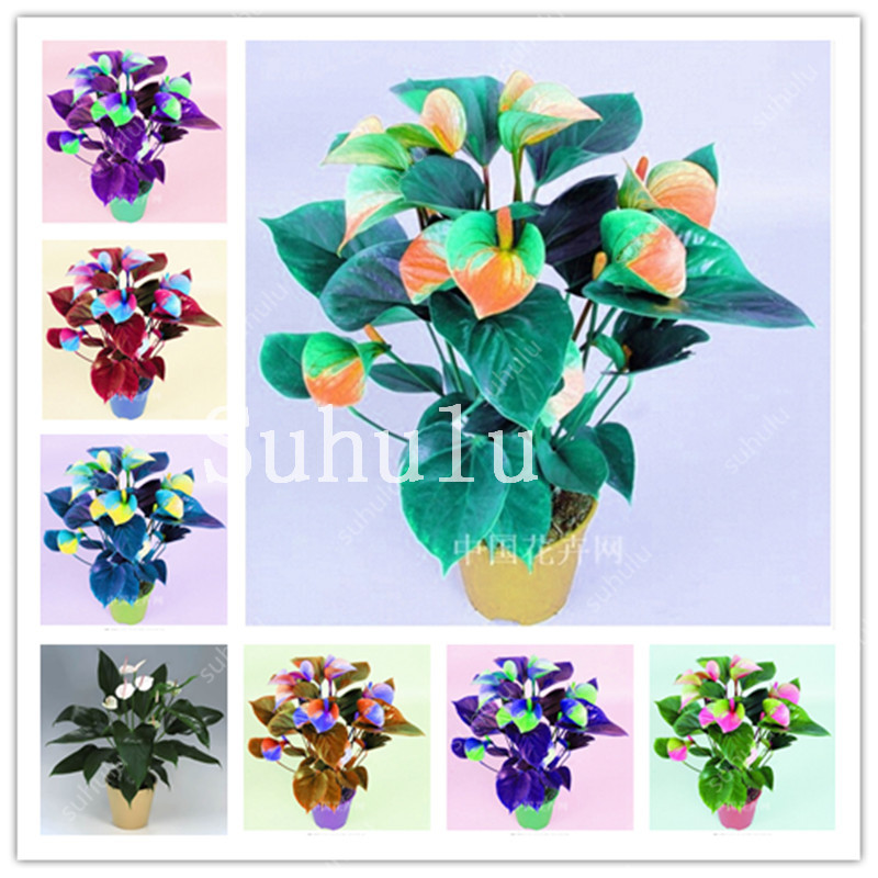 Hot sale! 100 pcs Mix Anthurium Bonsai Plants seeds Beautiful Rainbow Anthurium Garden Flowers High Survival Rate Bonsai Tree Garden Decor
Hot sale! 100 pcs Mix Anthurium Bonsai Plants seeds Beautiful Rainbow Anthurium Garden Flowers High Survival Rate Bonsai Tree Garden Decor