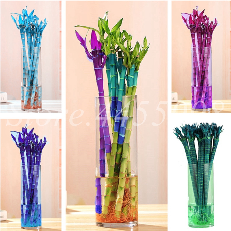 Big Promotion ! 50 pcs/ bag Seeds Fresh Indoor Lucky Bamboo Bonsai House Good Luck Bamboo Pot 100% True Potted Plant For Home Garden
Big Promotion ! 50 pcs/ bag Seeds Fresh Indoor Lucky Bamboo Bonsai House Good Luck Bamboo Pot 100% True Potted Plant For Home Garden