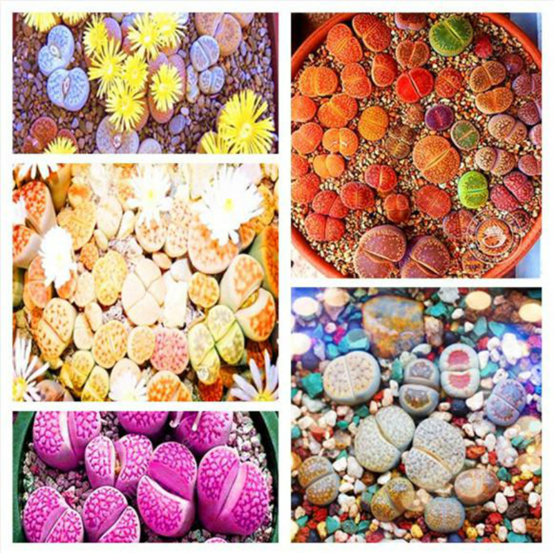 Hot Sale!Christmas Flower Plant gift,1000 Seeds rare Lithops organic garden in bulk succulent planting Bonsai Plant for Home garden 
Hot Sale!Christmas Flower Plant gift,1000 Seeds rare Lithops organic garden in bulk succulent planting Bonsai Plant for Home garden