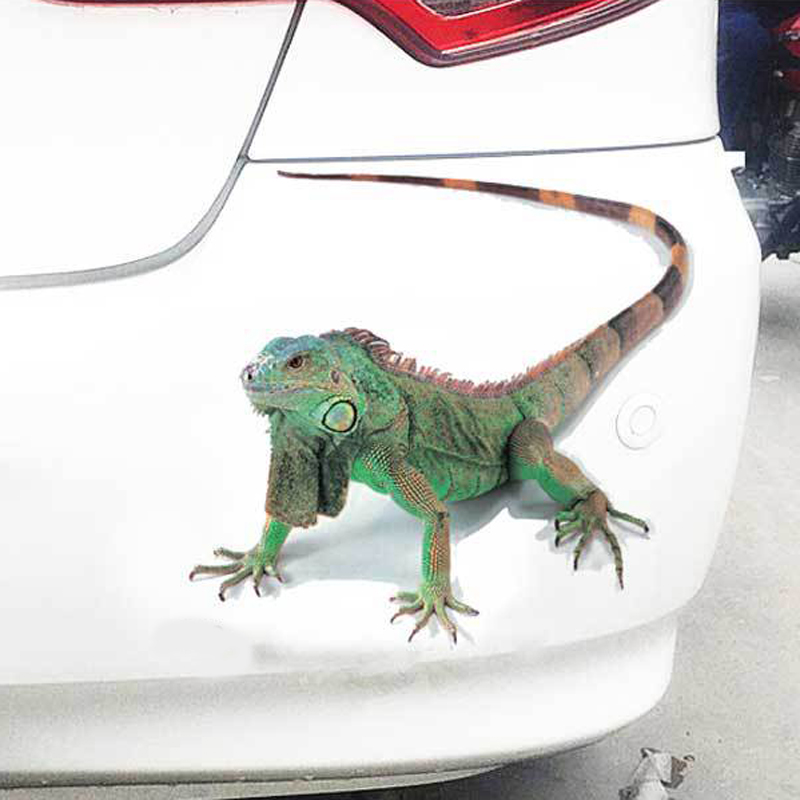 Car-styling Car Sticker 3D Animal Spider Vinyl Decals Home Stickers Auto Motorcycles Funny Halloween Stickers Exterior Accessories