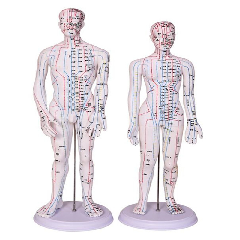 2style 50CM Male Lettering acupuncture point body mannequin of acupuncture, Medical Research massage reflex teaching model one piece C518
2style 50CM Male Lettering acupuncture point body mannequin of acupuncture, Medical Research massage reflex teaching model one piece C518