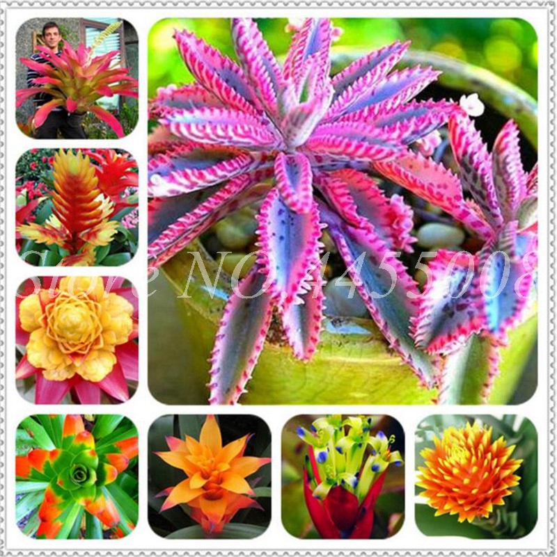 Rare Purple Bromeliad Tillandsia Bulbosa Air Plant Very Easy Growing Lazy Plant Bonsai For Home Garden 200 Pcs Seeds
Rare Purple Bromeliad Tillandsia Bulbosa Air Plant Very Easy Growing Lazy Plant Bonsai For Home Garden 200 Pcs Seeds