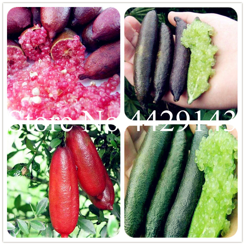 100Pcs Ice Pink Finger Lime Bonsai plants seeds rare pomegranate plants organic fruit Balcony Rare Plants for home garden Sementes Easy Grow
100Pcs Ice Pink Finger Lime Bonsai plants seeds rare pomegranate plants organic fruit Balcony Rare Plants for home garden Sementes Easy Grow