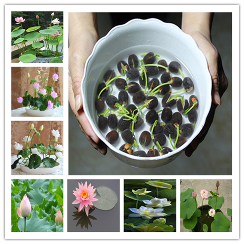 15 Pcs/bag bowl lotus water lily seeds rare Aquatic flower Perennial Plant bonsai for home garden shipping/ lotus bonsai
15 Pcs/bag bowl lotus water lily seeds rare Aquatic flower Perennial Plant bonsai for home garden shipping/ lotus bonsai