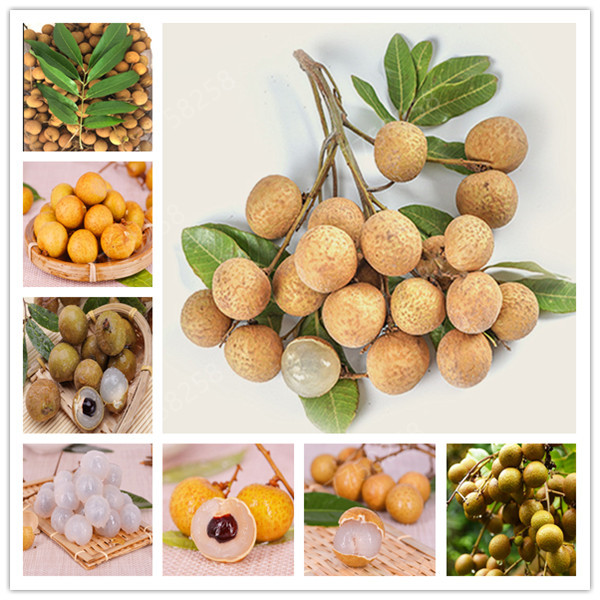 5 Pcs Bonsai Longan Extra-Sweet Extra-Big Bonsai Fruit Tasty Dragon Eyes Rare Exotic Potted Plant For Garden Flower Pot Plants
5 Pcs Bonsai Longan Extra-Sweet Extra-Big Bonsai Fruit Tasty Dragon Eyes Rare Exotic Potted Plant For Garden Flower Pot Plants