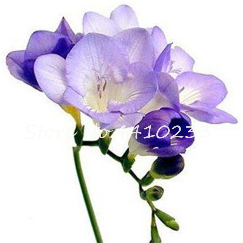 Bonsai 200 Pcs Seeds Freesia Flower Bonsai Indoor Pot Orchids Indoor Freesia Rhizome Flower Plant Floral Quiet Diy Home Garden Plants
Bonsai 200 Pcs Seeds Freesia Flower Bonsai Indoor Pot Orchids Indoor Freesia Rhizome Flower Plant Floral Quiet Diy Home Garden Plants