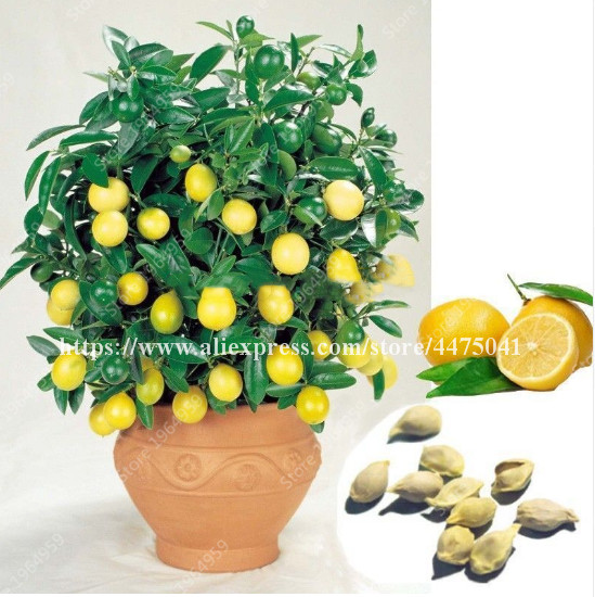 Big Promotion!100 pcs per bag ,Red Lemon bonsai Seeds, potted balcony, planting seasons, sprouting 97%(Kaffir Lime),Source From Thailand
Big Promotion!100 pcs per bag ,Red Lemon bonsai Seeds, potted balcony, planting seasons, sprouting 97%(Kaffir Lime),Source From Thailand