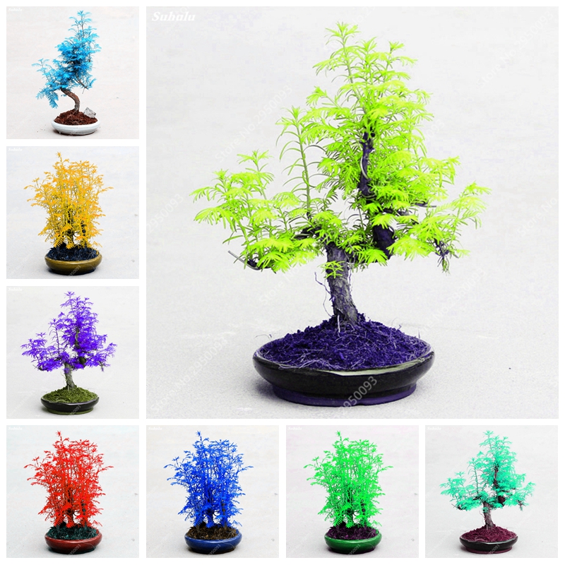 200 pcs/ bag Seeds Dawn Redwood Forest Bonsai Tree Metasequoia Glyptostroboides Perennial Indoor Potted Plant for Home Garden Planting
200 pcs/ bag Seeds Dawn Redwood Forest Bonsai Tree Metasequoia Glyptostroboides Perennial Indoor Potted Plant for Home Garden Planting